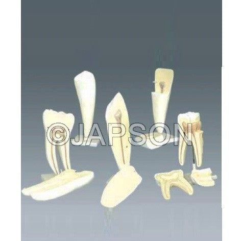 Human Tooth Set Human Tooth Set